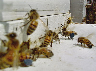bij met blauwe stuifmeelpollen Bij met blauwe stuifmeelpollen